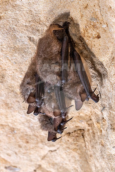 Group of Geoffroy's Bat (Myotis emarginatus) hibernate in a crevice of a cave in Montagne Saint Pierre, Liège, Belgium. stock-image by Agami/Vincent Legrand,