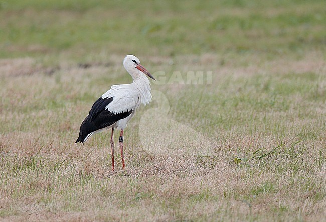 First-winter White Stork standing in a meadow in the Netherlands during late August. stock-image by Agami/Ran Schols,