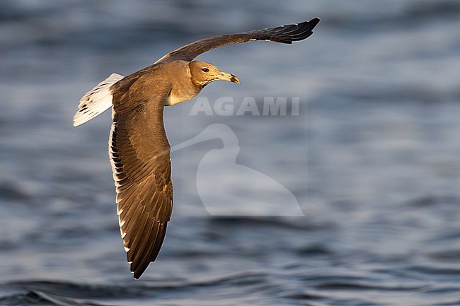Sooty Gull (Ichthyaetus hemprichii) wintering in Oman. stock-image by Agami/Sylvain Reyt,