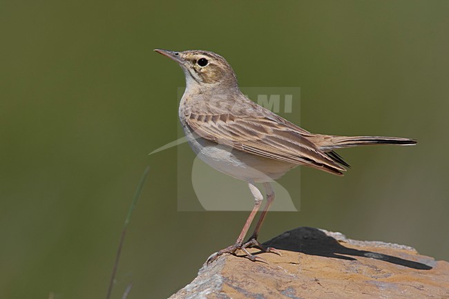 Duinpieper zittend op een steen; Tawny Pipit perched on a rock stock-image by Agami/Daniele Occhiato,