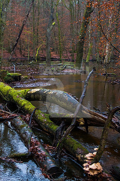 Hierdense Beek in woodland overflowing stream with trees and moss stock-image by Agami/Menno van Duijn,