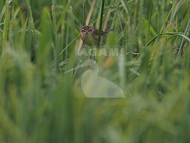 Manchurian reed warbler (Acrocephalus tangorum), Thailand, March, in rice field.  stock-image by Agami/James Eaton,