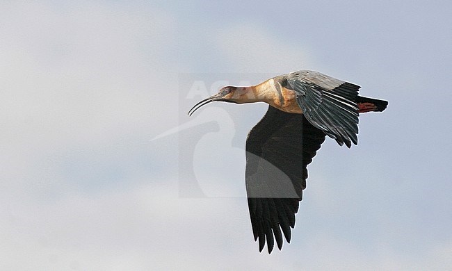 Black-faced Ibis (Theristicus melanopis) in Tierra del Fuego, Southern Argentinia. stock-image by Agami/Pete Morris,