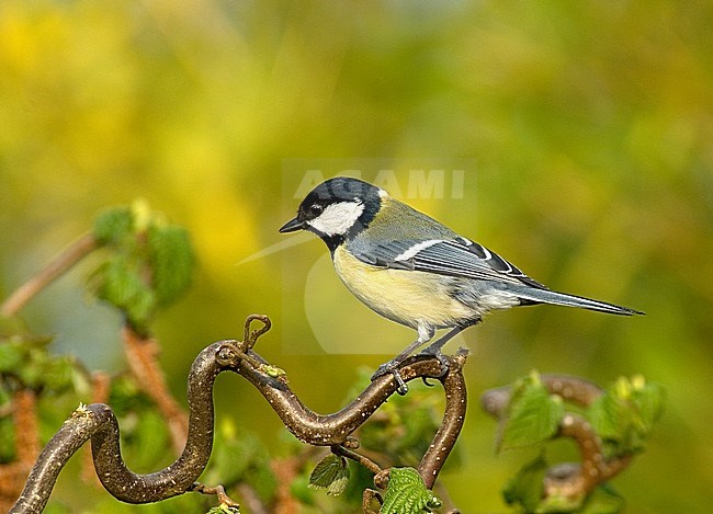 Koolmees; Great tit stock-image by Agami/Roy de Haas,