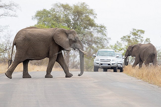 African Bush Elephant (Loxodonta africana), two individuals crossing a road, Mpumalanga, South Africa stock-image by Agami/Saverio Gatto,