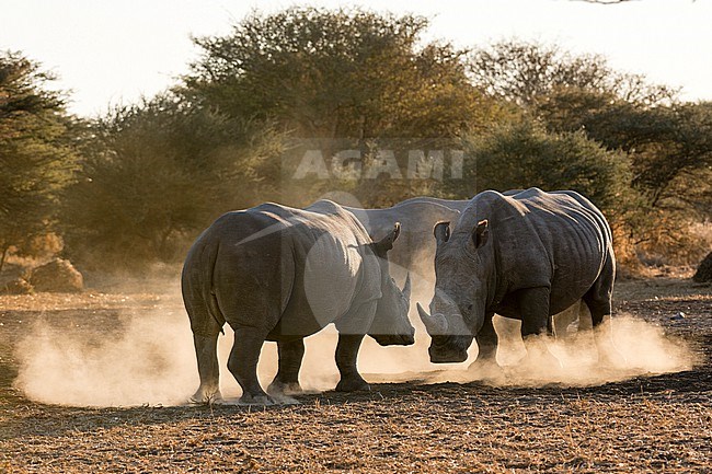 Two white rhinoceroses, Ceratotherium simum, fighting in a cloud of dust at sunset. Kalahari, Botswana stock-image by Agami/Sergio Pitamitz,
