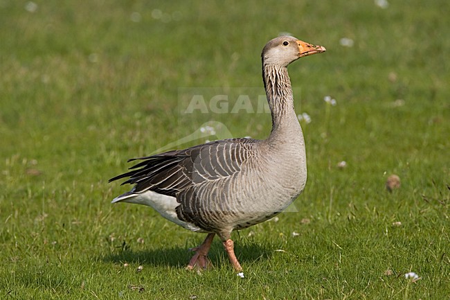 Greylag Goose standing on grass; Grauwe Gans staand op gras stock-image by Agami/Marc Guyt,