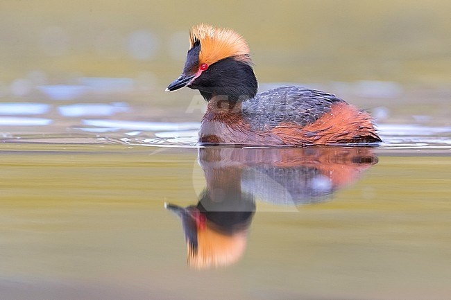 Adult Slavonian Grebe (Podiceps auritus) in summer plumage on lake on Iceland. Also known as Horned Grebe. stock-image by Agami/Daniele Occhiato,