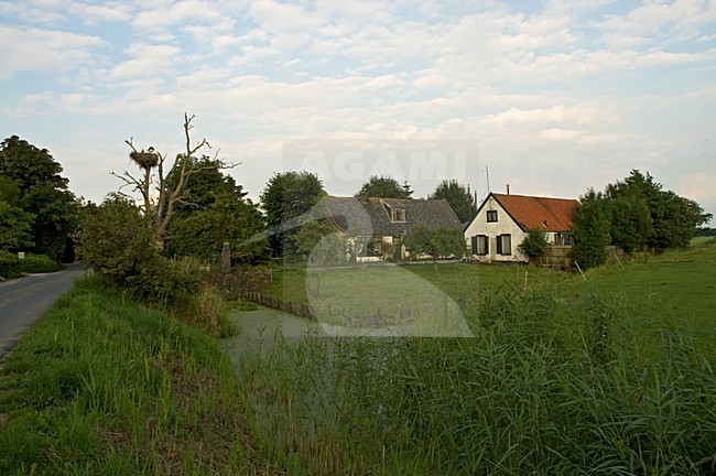 Dutch Farm with White Stork nest Vreeland Netherlands; Nederlandse boerderij met Ooievaarsnest Vreeland Nederland stock-image by Agami/Marc Guyt,