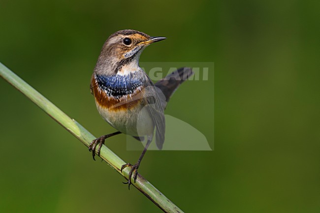Blauwborst in winterkleed, White-spotted Bluethroat in winterplumage stock-image by Agami/Daniele Occhiato,