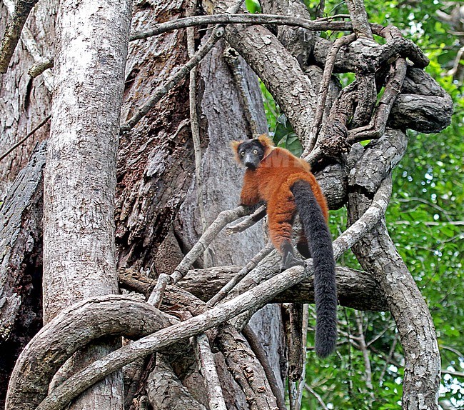 Critically Endangered Red ruffed lemur (Varecia rubra)in its natural habitat on Madagascar. Perched high in canopy of tropical forest. stock-image by Agami/Pete Morris,