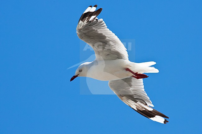 Roodsnavelmeeuw; Red-billed Gull; Chroicocephalus scopulinus stock-image by Agami/Martijn Verdoes,