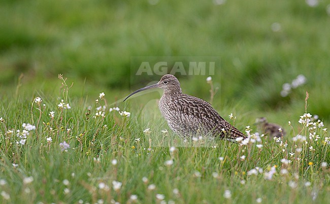 Adult Eurasian Curlew (Numenius arquata arquata) standing in a meadow together with a chick in Scania, Sweden. stock-image by Agami/Helge Sorensen,