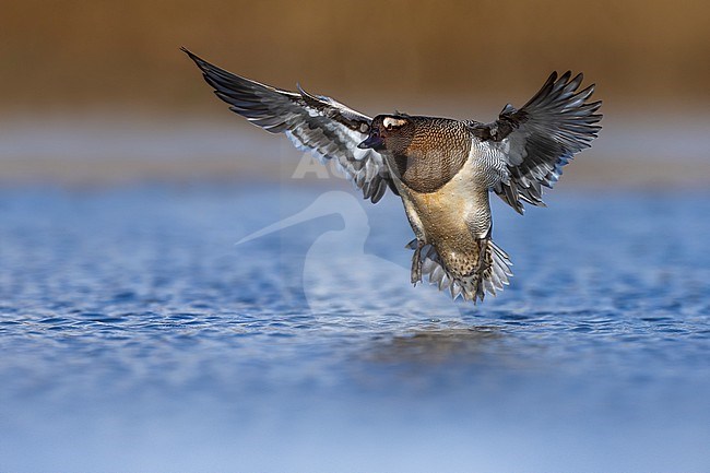 Male Garganey (Spatula querquedula) in Italy. stock-image by Agami/Daniele Occhiato,