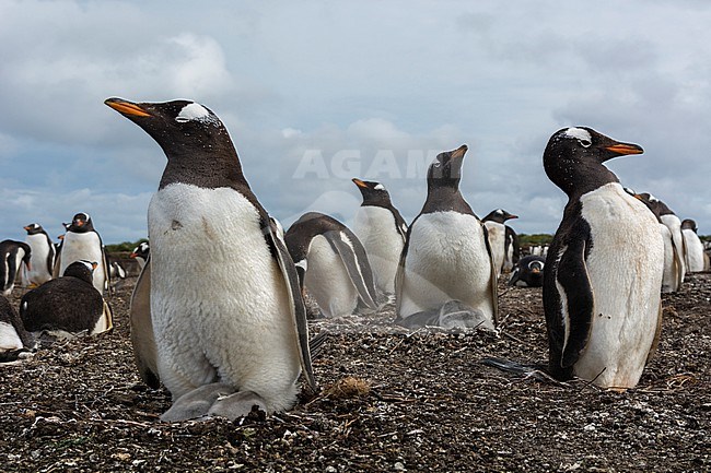 A Gentoo penguin colony, Pygoscelis papua. Sea Lion Island, Falkland Islands stock-image by Agami/Sergio Pitamitz,