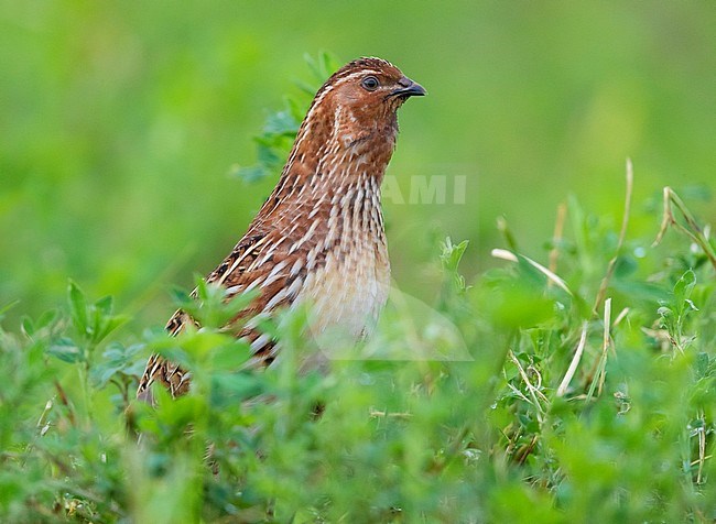 Common Quail (Coturnix coturnix), adult male standing in an Alfalfa field stock-image by Agami/Saverio Gatto,