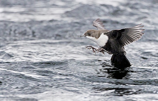 Black-bellied White-throated Dipper, Cinclus cinclus cinclus, wintering in stream in cold frozen taiga forest in northern Finland. stock-image by Agami/Markus Varesvuo,