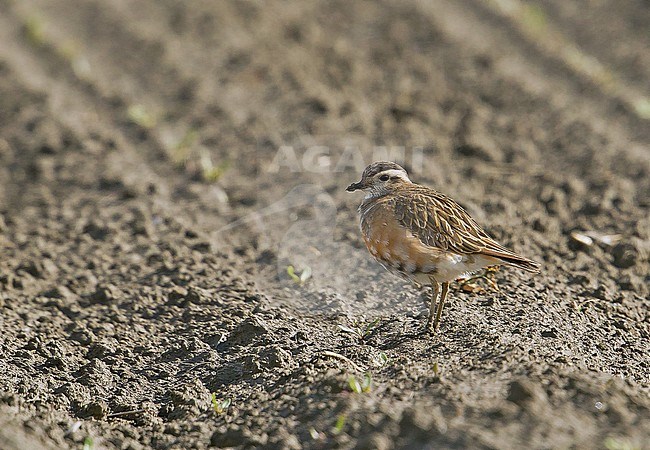 Eurasian Dotterel (Charadrius morinellus) standing in an agricultural field in the Netherlands during spring migration season. stock-image by Agami/Kris de Rouck,
