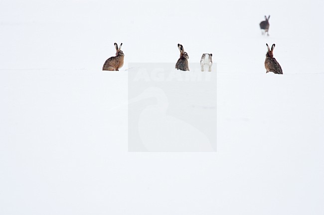 Europese Haas in de sneeuw, European Hare in the snow stock-image by Agami/Menno van Duijn,
