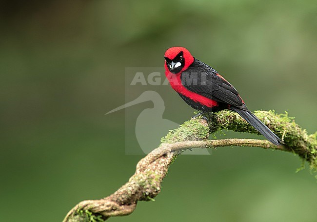Masked Crimson Tanager (Ramphocelus nigrogularis) perched on a mossy branch in Cusco, Peru, South-America. stock-image by Agami/Steve Sánchez,
