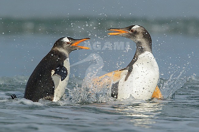 Gentoo Penguin (Pygoscelis papua) returning to land through the waves in the Falkland Islands. stock-image by Agami/Glenn Bartley,