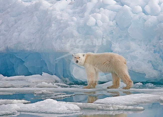 Polar Bear (Ursus marinus) on pack ice stock-image by Agami/Pete Morris,