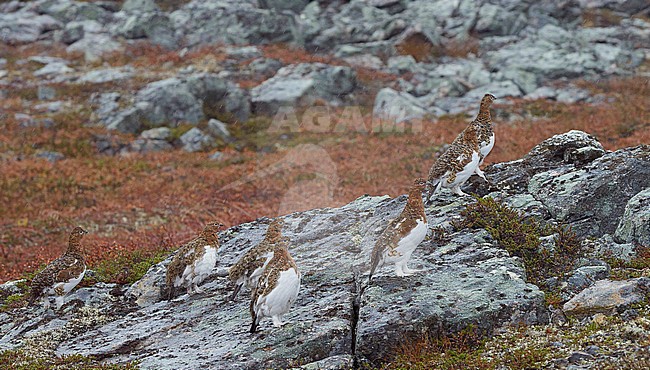 Vrouwtje Moerassneeuwhoen in zomerkleed, Willow Ptarmigan female in summerplumage stock-image by Agami/Markus Varesvuo,