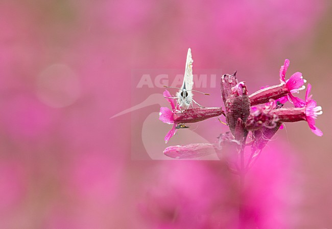 Icarusblauwtje op roze bloem, Common Blue on pink flower stock-image by Agami/Rob de Jong,