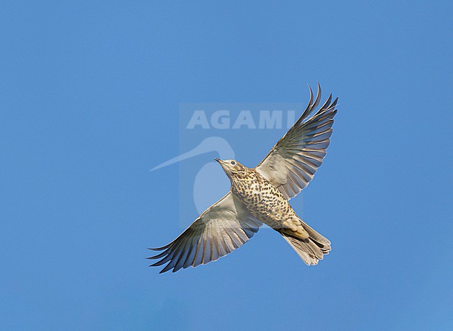 Mistle Thrush (Turdus viscivorus) on migration flying against a blue sky showing underside and wings fully spread stock-image by Agami/Ran Schols,