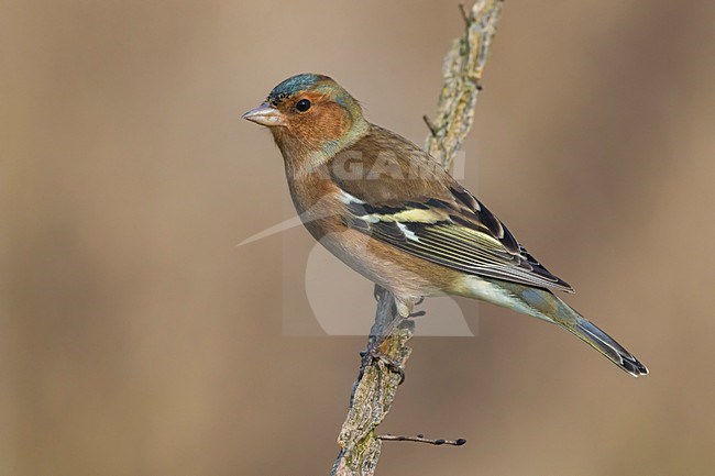 Vink; Chaffinch stock-image by Agami/Daniele Occhiato,