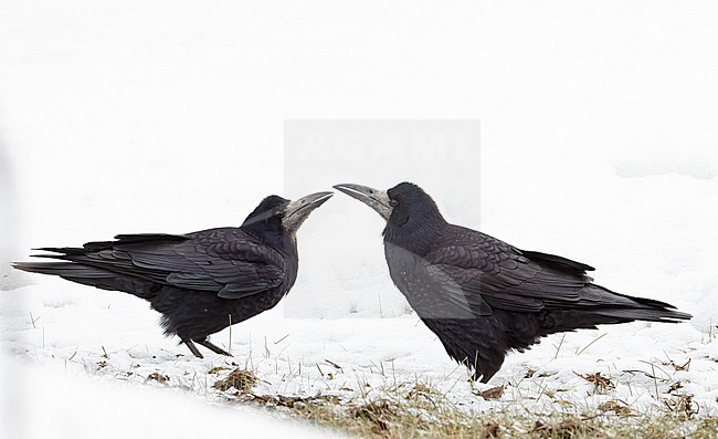 Wintering Rook (Covus frigilegus) in Finland. stock-image by Agami/Markus Varesvuo,