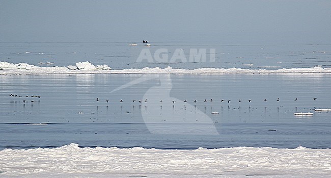 Line of King Eiders (Somateria spectabilis) in arctic Alaska, United States, during spring breeding season. Migrating along the coast in the Bering Sea. stock-image by Agami/Dani Lopez-Velasco,