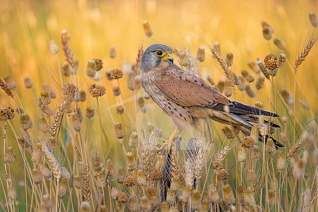 Male Common Kestrel (Falco tinnunculus) in Italy. Perched on a wooden pole in an agricultural field. stock-image by Agami/Daniele Occhiato,