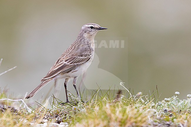 Water Pipit (Anthus spinoletta), side view of an adult standing on the ground, Abruzzo, Italy stock-image by Agami/Saverio Gatto,