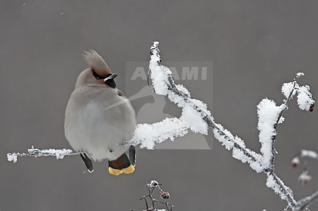 Bohemian Waxwing sitting on snow covered branch; Pestvogel bessen zittend op besneeuwde tak stock-image by Agami/Jari Peltomäki,