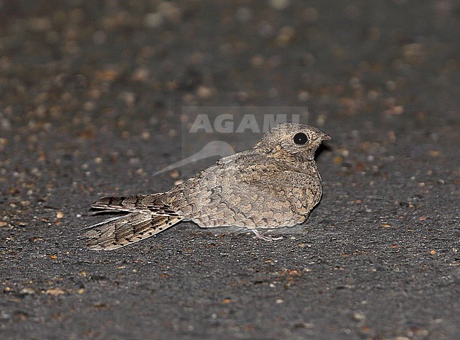 Egyptische Nachtzwaluw, Egyptian Nightjar, Caprimulgus aegyptius stock-image by Agami/Andy & Gill Swash ,