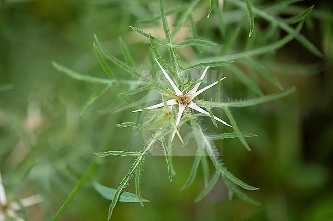 Star thistle, Centaurea calcitrapa stock-image by Agami/Wil Leurs,