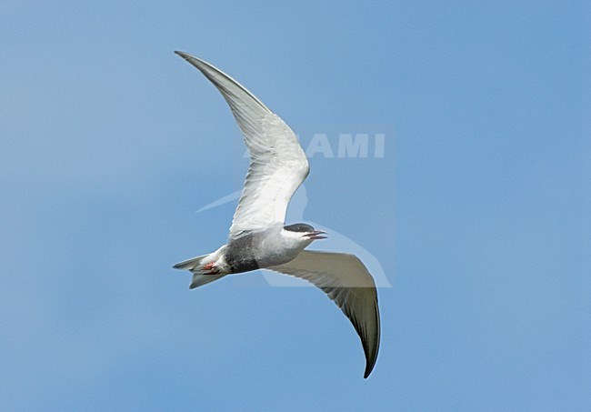 Whiskered Tern flying Witwangstern vliegend stock-image by Agami/Roy de Haas,