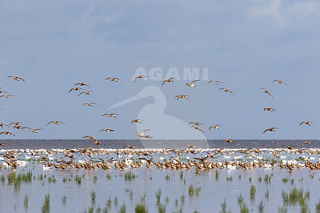 A group of Bar-tailed Godwits is coming in to land with a clear blue background which is the Waddensea a UNESCO world heritage site and major stop over for migratrory shorebirds twice a year.. stock-image by Agami/Jacob Garvelink,