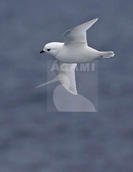 Snow Petrel (Pagodroma nivea) in Antarctica. They have the most southerly breeding sites of any bird, inland in Antarctica. stock-image by Agami/Dani Lopez-Velasco,
