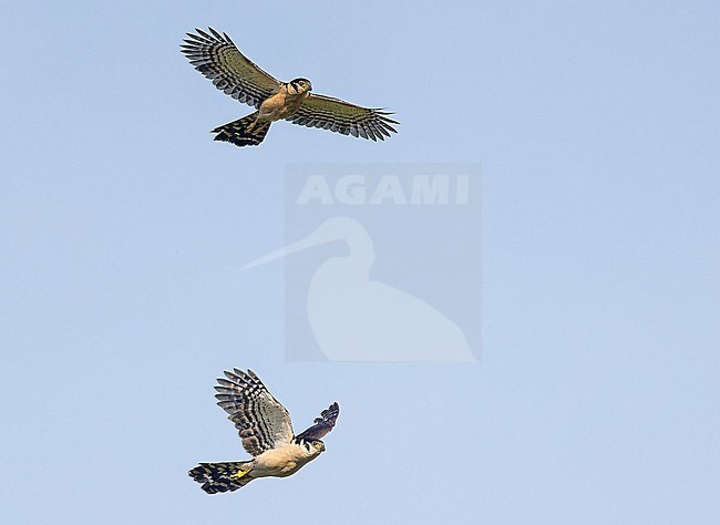 Collared Forest Falcon, Micrastur semitorquatus, in Mexico. stock-image by Agami/Pete Morris,
