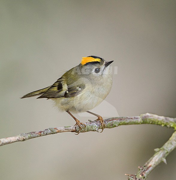 Goldcrest - Wintergoldhähnchen - Regulus regulus ssp. regulus, Germany stock-image by Agami/Ralph Martin,