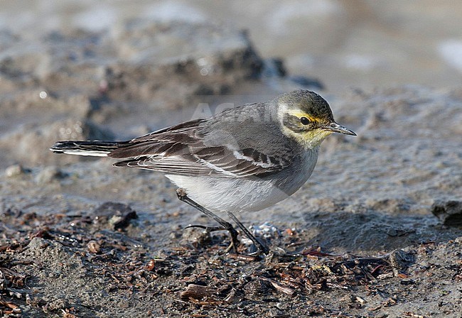 First-winter Cirine Wagtail (Motacilla citrine) foraging on mud flat in Iran. stock-image by Agami/Edwin Winkel,