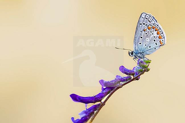 Chapman's Blue, Polyommatus thersites stock-image by Agami/Wil Leurs,