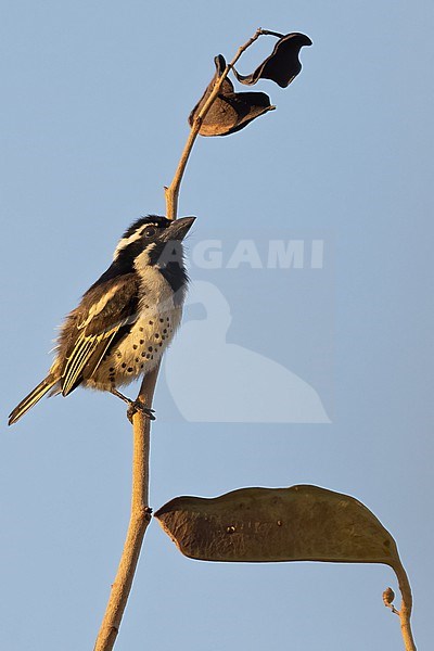 Spot-flanked Barbet (Tricholaema lacrymosa) perched on a branch in Tanzania. stock-image by Agami/Dubi Shapiro,