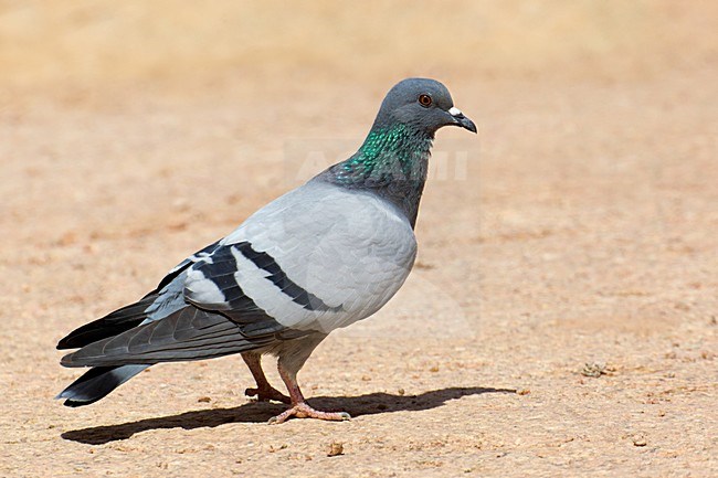 Rotsduif op de grond; Rock Dove on the ground stock-image by Agami/Daniele Occhiato,