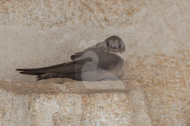 Crag Martin, Ptyonoprogne rupestris, perched on the wall of a church in central Spain. stock-image by Agami/Marc Guyt,