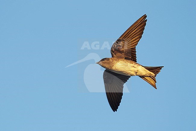 Adult female Purple Martin (Progne subis) in flight at Brazoria County, Texas, USA. stock-image by Agami/Brian E Small,