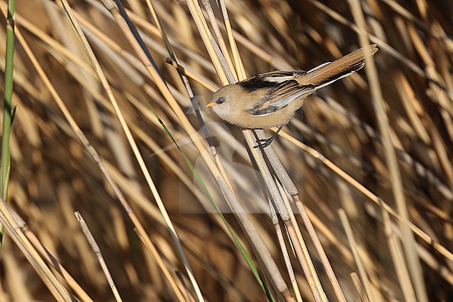 Immature Eastern Bearded Reedling, Panurus biarmicus russicus, in Mongolia. stock-image by Agami/James Eaton,