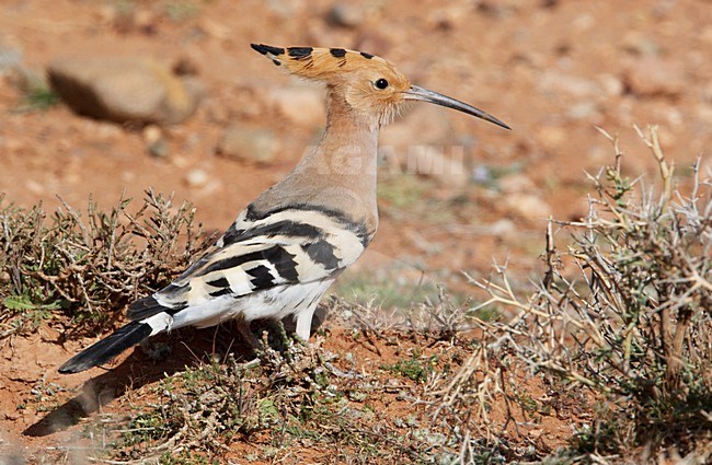 Hop zittend; Eurasian Hoopoe perched stock-image by Agami/Markus Varesvuo,